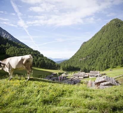 Kuh auf Almwiese mit Blick auf traditionelles Bergdorf inmitten grüner, bewaldeter Berge.