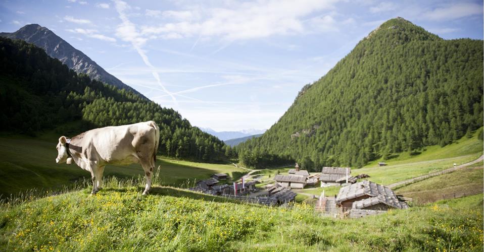 Cow on an alpine meadow overlooking a traditional mountain village among green forested hills.