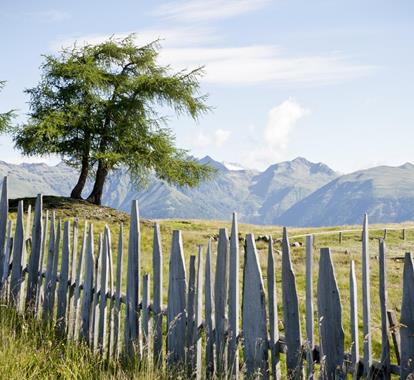 Alpine hill with larch tree and wooden fence, mountain panorama in the background on a sunny day.