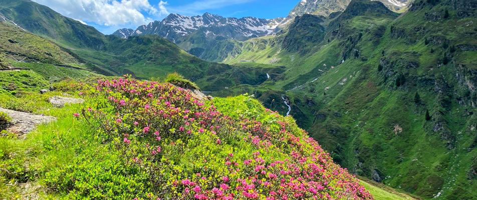 Alpenlandschaft mit üppig blühenden Alpenrosen im Vordergrund, saftig grünen Berghängen und schneebedeckten Gipfeln