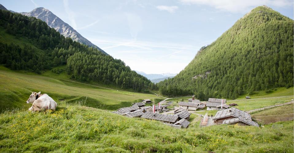 Kuh auf blühender Almwiese oberhalb eines traditionellen Bergdorfs inmitten grüner Täler und Berge.