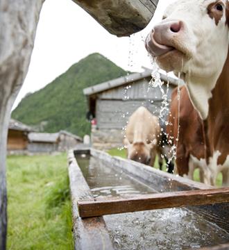 Una mucca beve da una fontana
