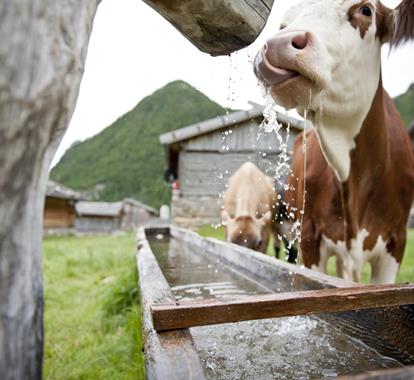 Una mucca beve da una fontana