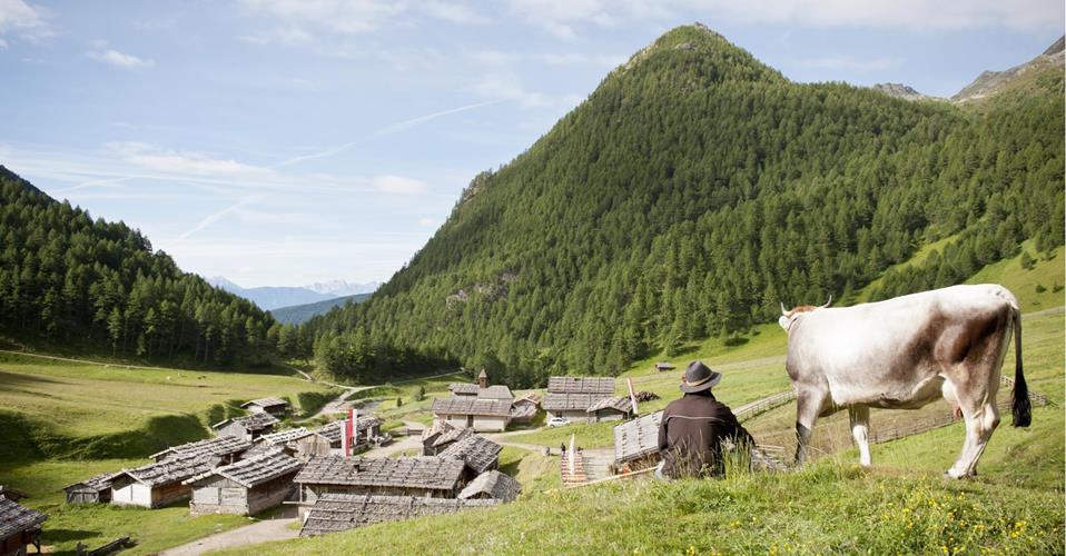 Bauer mit Hut sitzt neben einer Kuh auf einer Wiese und blickt auf ein alpines Bergdorf im Tal.